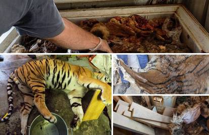 Šokantne fotografije: Otkrivena ilegalna farma tigrova u Češkoj