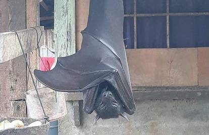 Batmane, odmaraš? Fotografije gigantskog šišmiša uplašile puk