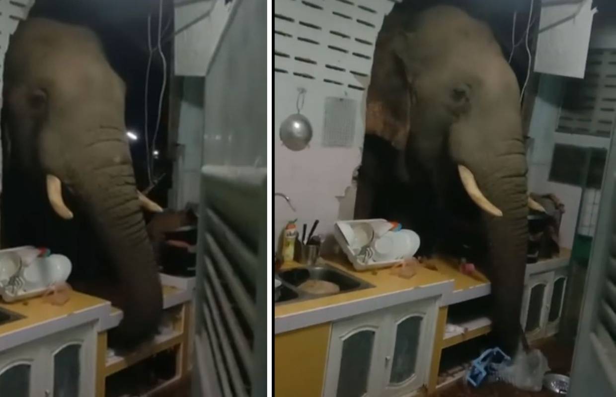 Potrgao zid i navalio na hranu: 'Draga, slon nam je opet u kući, došao je po noćni zalogajčić!'