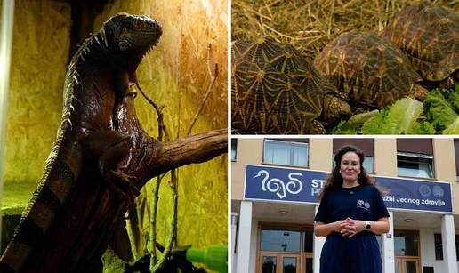 Veterinarski fakultet ima svoju Gmazaru: 'Na&scaron;a iguana &Dstrok;ur&dstrok;a obo&zcaron;ava salate i paradajz'