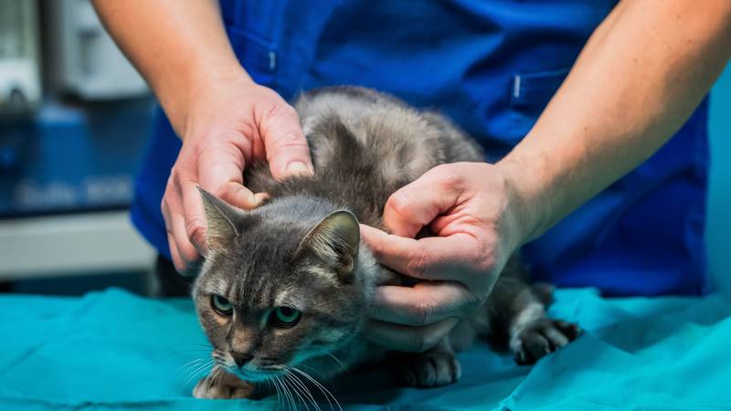 Veterinari upozorili premijera: Zbog spornog natječaja deseci gradova ostaju bez ambulante