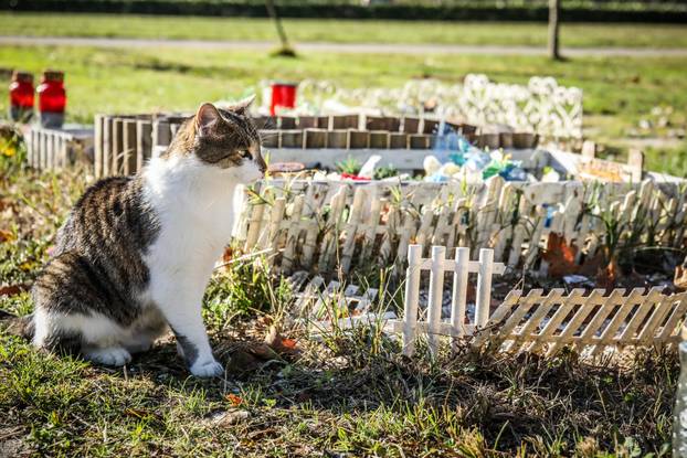 Zagreb: Groblje kućnih ljubimaca u Dumovcu obišao je jedino jedan mačak