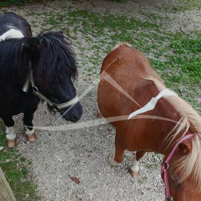 FOTO Vila kod Jastrebarskog je hit! 'Dobijete i potočić, rakove i mini ponije'. Pogledajte cijenu