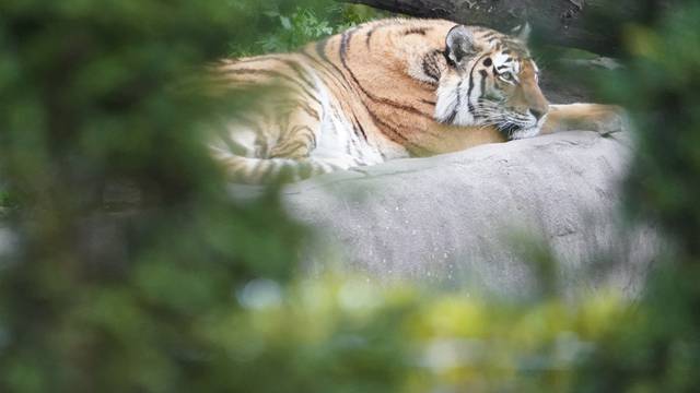 Siberian tiger at Hagenbeck Zoo