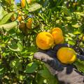 Idući tjedan u dolini Neretve počinje berba mandarina