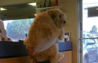 Pas se toliko uplašio veterinara da je vlasniku skočio u naručje