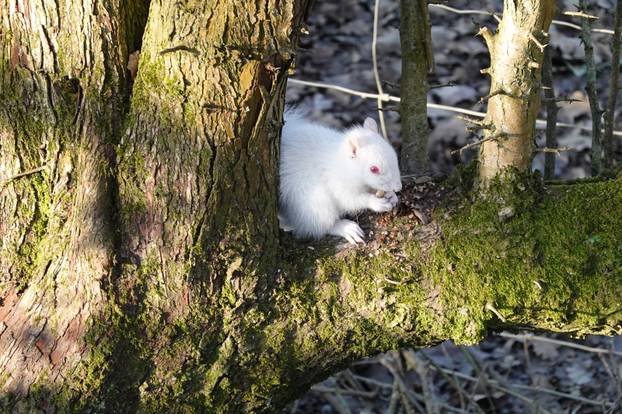 Albino squirrel
