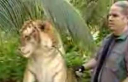 SAD: Liger, križanac tigra i lava, usmrtio volontera