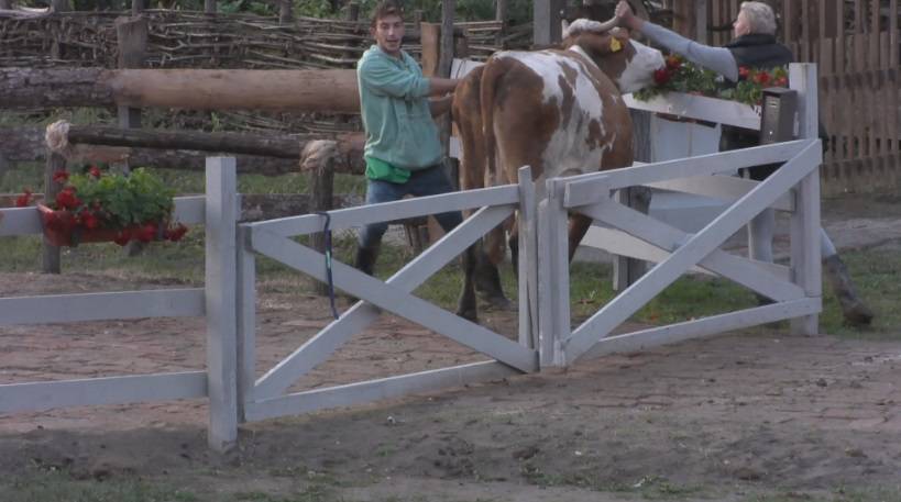 Farmere čeka kazna? Pobjegle su im ovce, odletjeli im purani