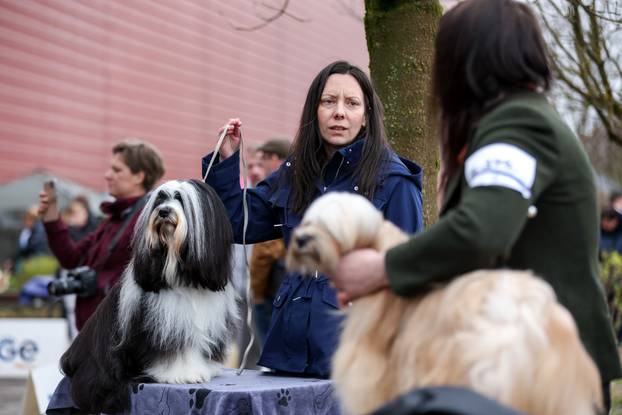 Izložba pasa svih pasmina ispred shopping centra Westgate City u Zaprešiću