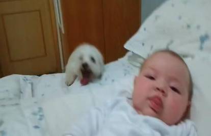 Ovaj psić svim silama trudi se vidjeti novopridošlu malu bebu