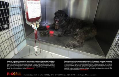 Psi darivatelji krvi: Upišite psa u bazu i zajedno spasite život