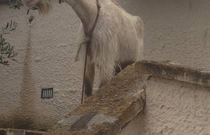 Dosadno joj je: Koza Bilka je opet svratila do apartmana...