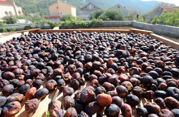 Sušenje smokava na tradicionalan način u Grebaštici