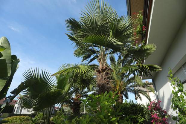 Egzotični vrt Igora Čupića