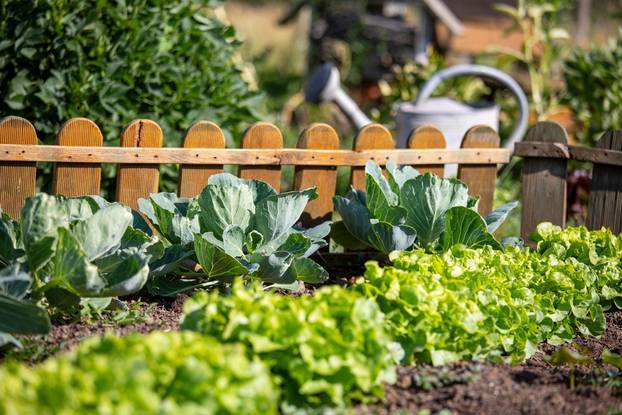 Nice,And,Old,Vegetable,Garden,And,Its,Vegetables,In,The