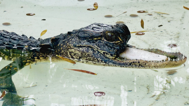 Njoj možete staviti ruku u usta: Jawlene, aligatorica bez čeljusti pronašla je novi dom u Floridi