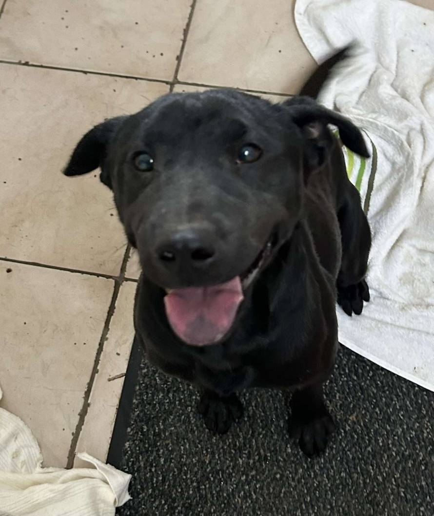 Iz romskog naselja u Međimurju spasili 37 pasa: 'Bez nadzora tu lutaju, a mačke ni ne prežive...'