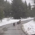 VIDEO Preslatke scene iz Gorskog kotara: 'Ova prizor je prava čarolija. Nevjerojatno'