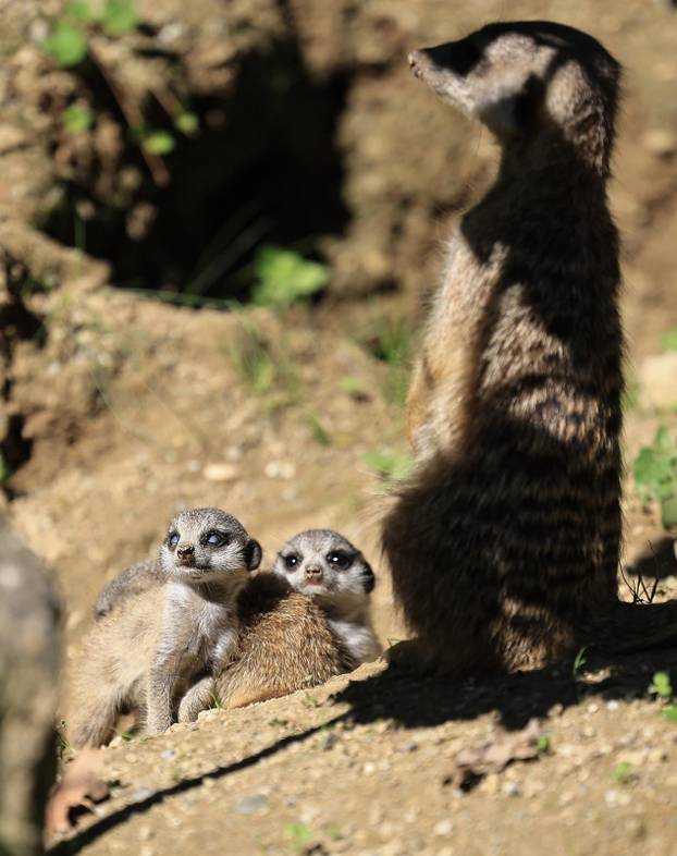 Zagreb: Tri mladunca merkata novi su stanovnici Zoološkog vrta