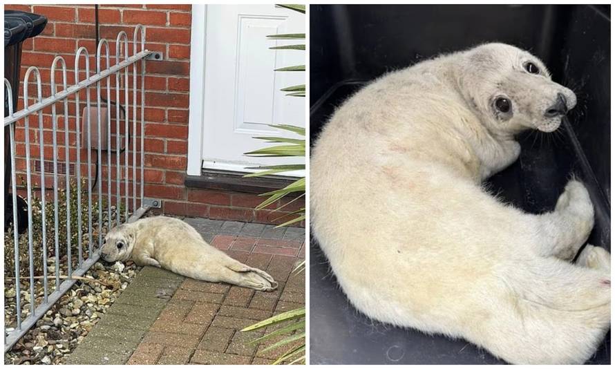 Poštar spasio preslatku bebu tuljana. Ležala je ispred vrata