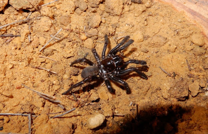 Bila je legenda: Neobičan život  najstarijeg pauka na svijetu...