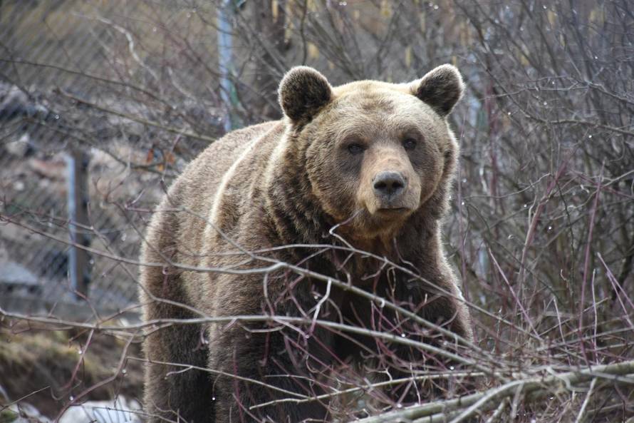 Medvjedi u Kuterevu