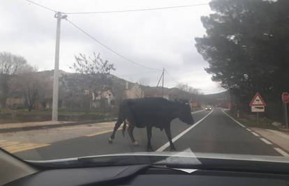 Na cestu izletjelo stado krava: Muuu, čekaj da prvo ja prođem