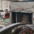 Tužne snimke tigra na trajektu za Hvar: Putnici ga snimaju u tijesnom kavezu, okreće im leđa