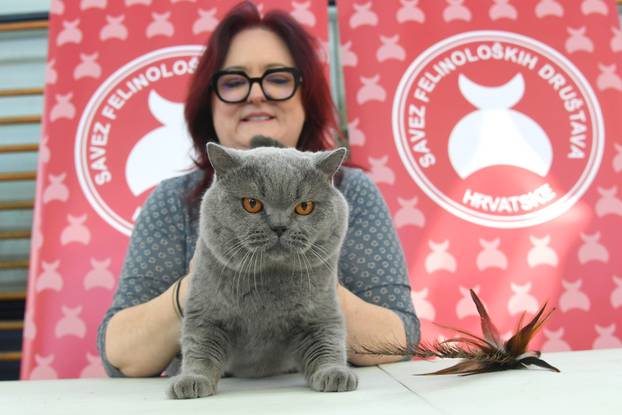 Bjelovar: Međunarodna izložba pasminskih mačaka u organizaciji Saveza felinoloških društava Hrvatske