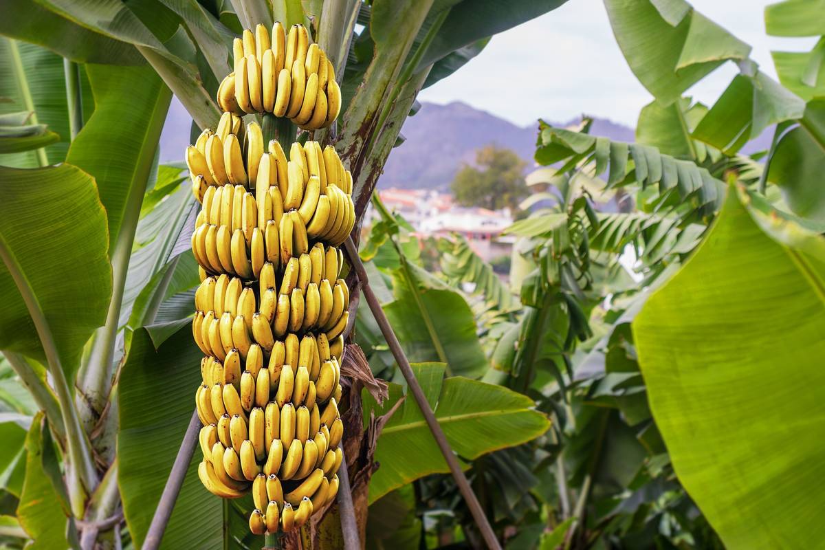 Banane napada gljivična bolest: Znanstvenici traže prirodni lijek