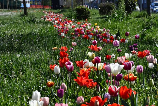 Slavonski Brod: Šarene cvjetne gredice rascvjetalih tulipana svojom ljepotom krase gradske parkove