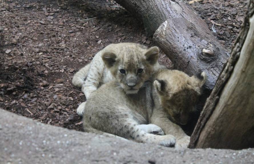 ZOO dobio dva kralja - lavica Nyota okotila laviće blizance