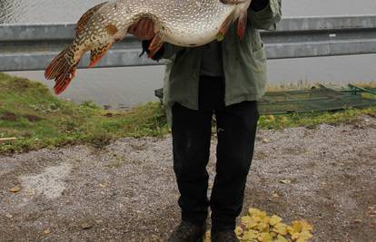 Ribič ulovio štuku dugu 1,1 metar i tešku 12, 5 kilograma