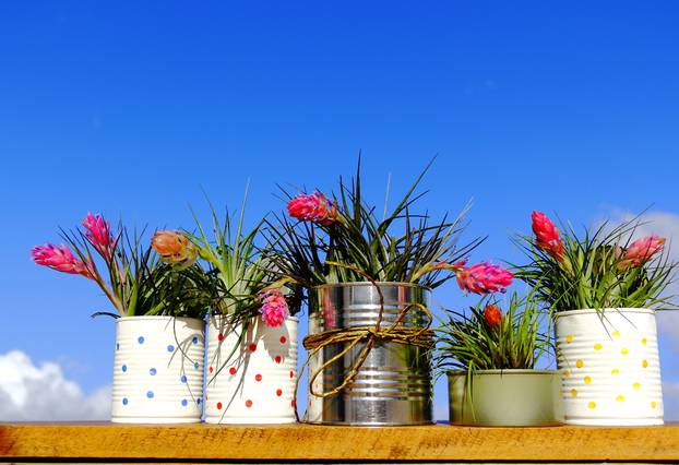 Recycled,Cans.,Five,Lined,Recycled,Cans,With,Many,Blooming,Bromeliad