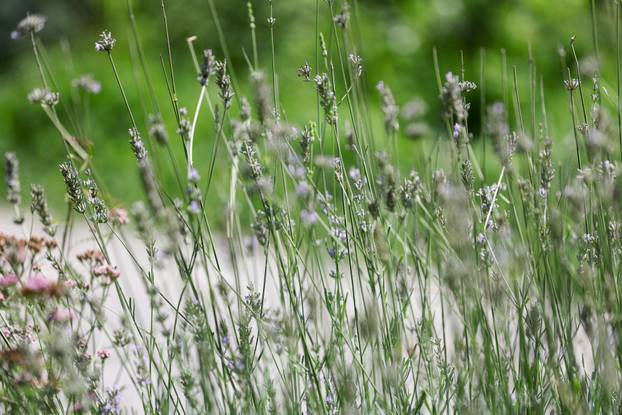Započela je sezona alergenih biljaka u Zagrebu
