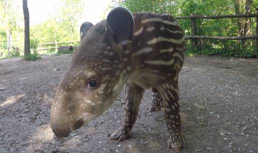 Najmlađa stanovnica ZOO-a u Zagrebu dobila je ime  - Tara!