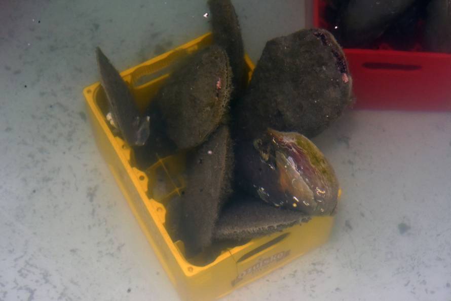 'Periske su potpuno izumrle, ali se nadamo da ćemo ih vratiti'