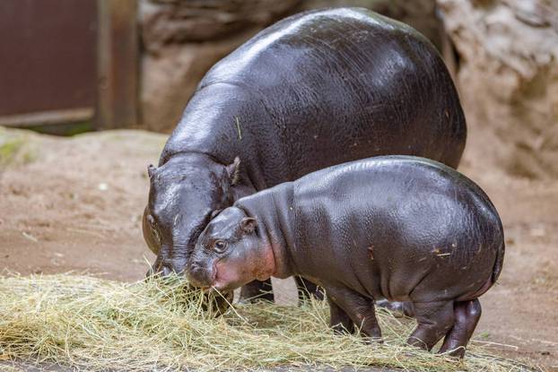EXCLUSIVE: Move over Moo Deng! Adorable baby pygmy hippo Lololi stealing the spotlight