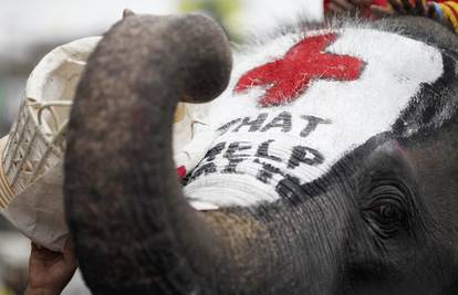Tajlandski slonovi skupljaju novac za pomoć Haitiju