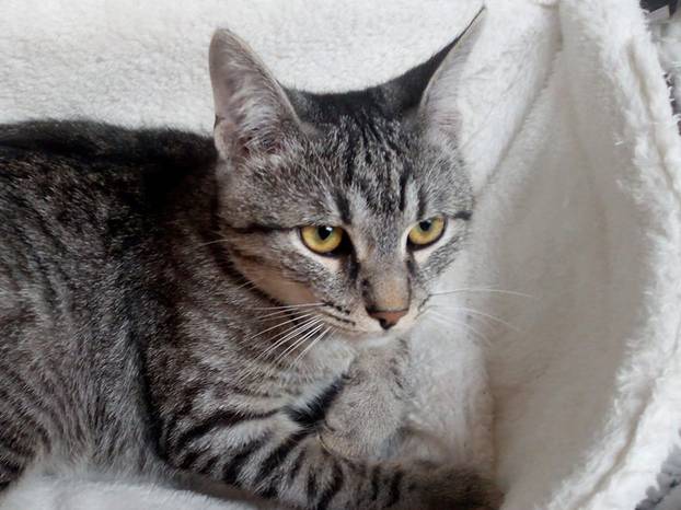 Udomite ih! Ove slatke mace u Noinoj Arci osvojit će vaša srca