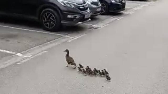 VIDEO Mama patka prošetala sa pačićima zagrebačkim kvartom