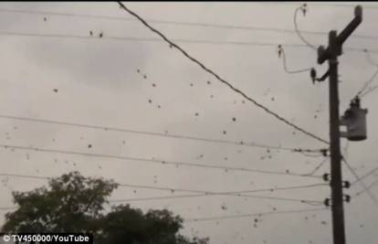 Tisuće hodale po mreži: 'Kiša sitnih pauka' prekrila je nebo
