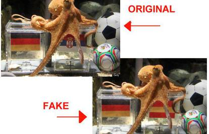 Prevara: Hobotnica Paul ipak još nije dao prognozu