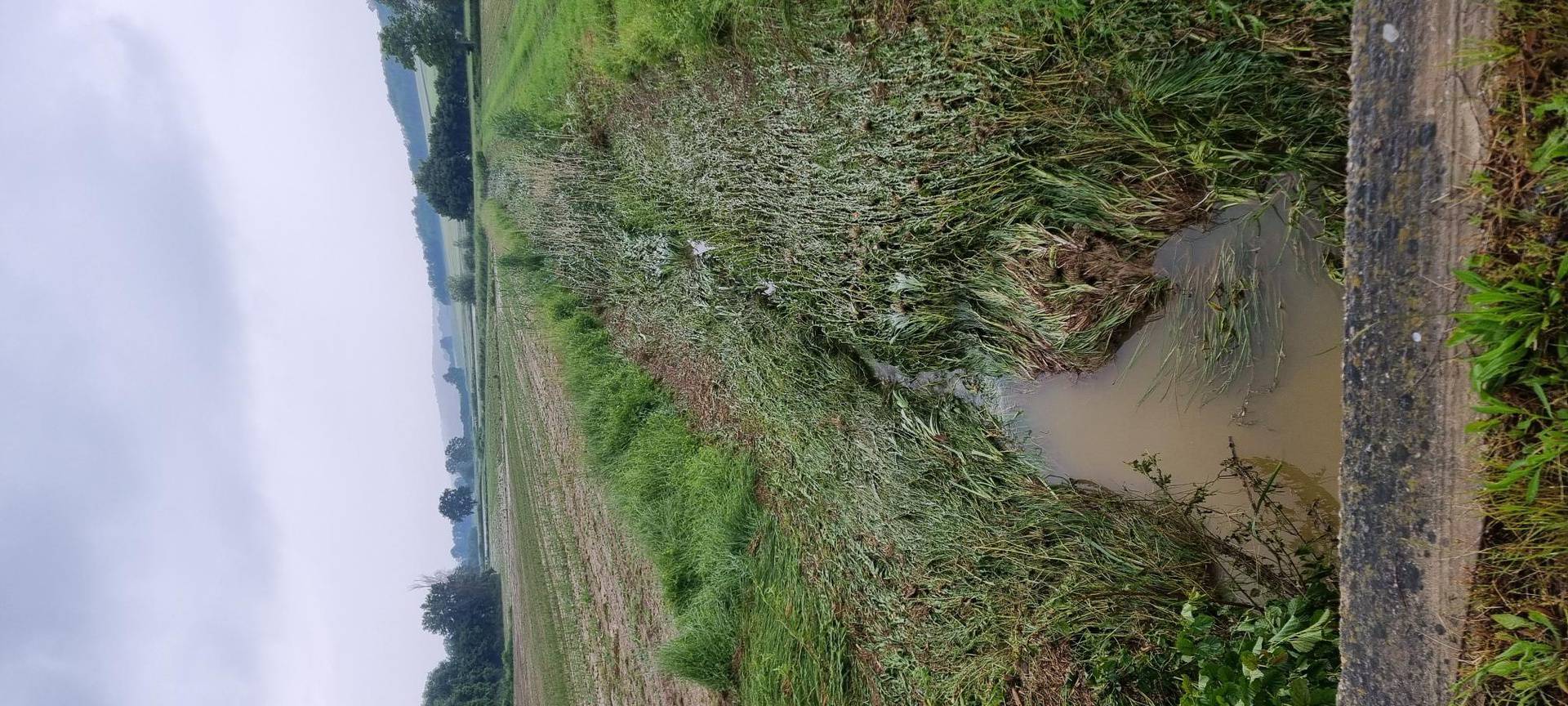 Poplave uništile usjeve u blizini Bjelovara: 'Izgubili smo barem 10.000 eura, ništa ne možemo'