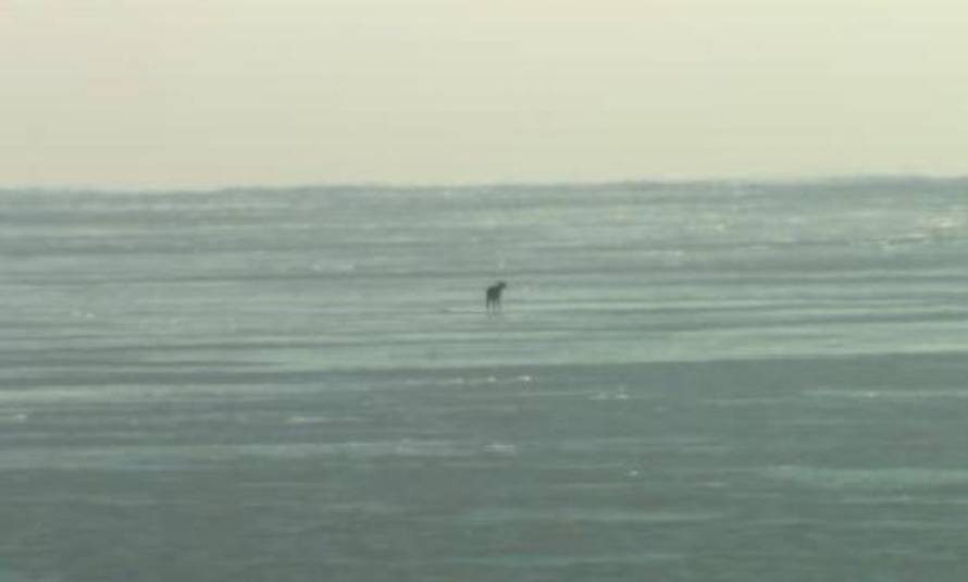 screenshot/WGNtv.com