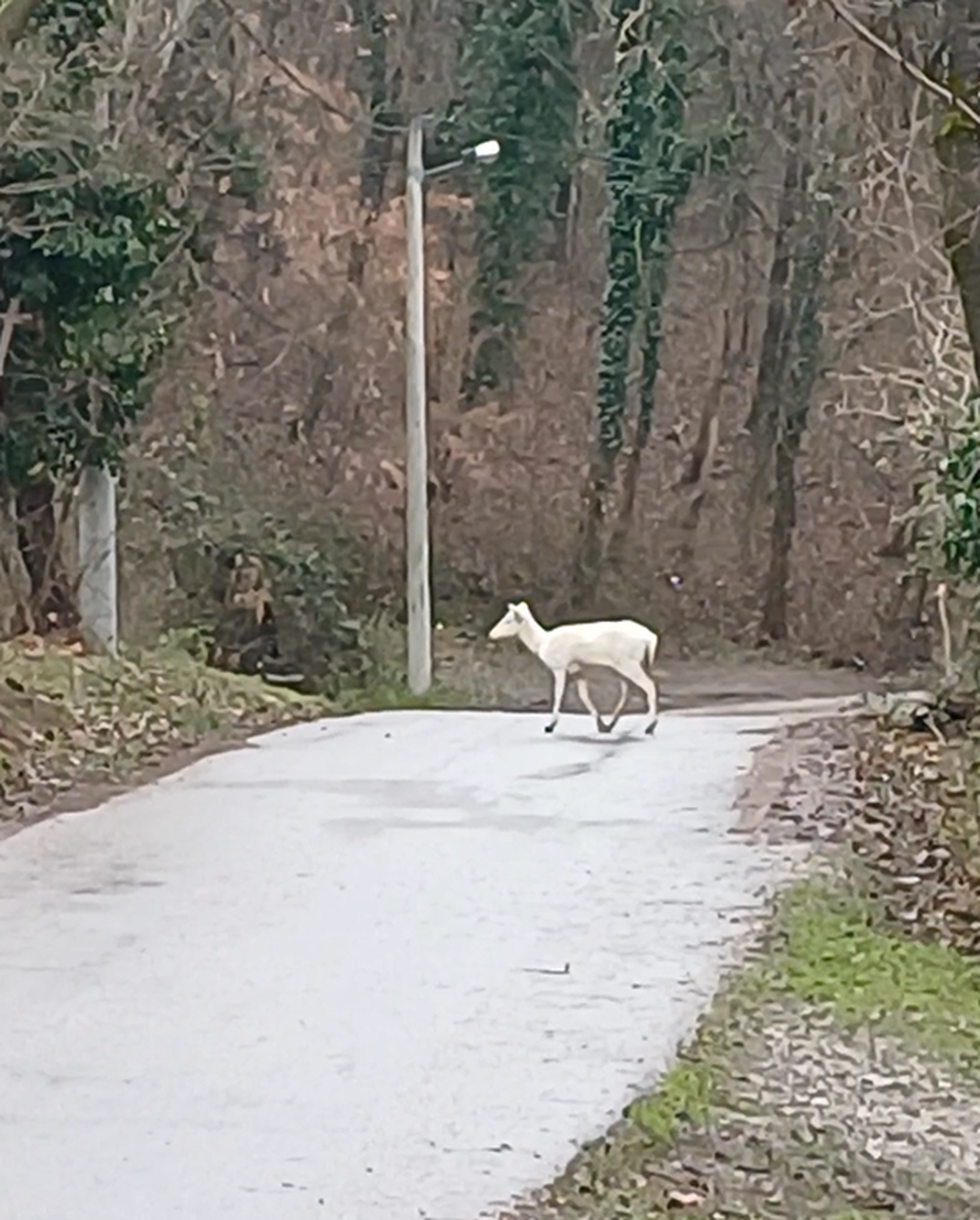 VIDEO Zagrepčanin u šoku: Dva metra od mene stajao je jelen. A onda je prošla albino košuta