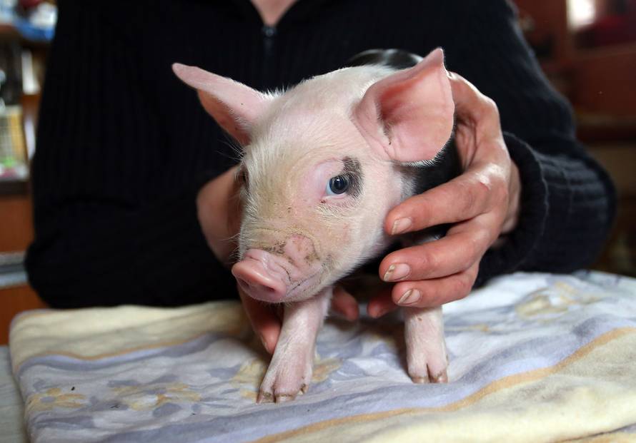 Praščić dvospolac: Zovem se Vanja jer sam i muško i žensko