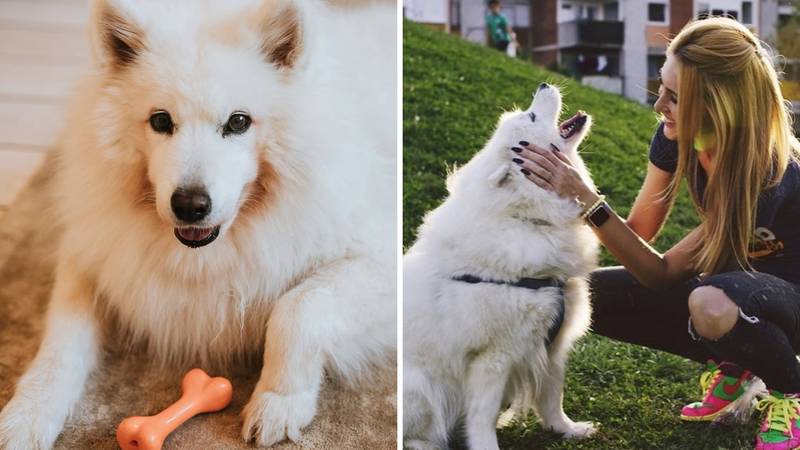 Ivana Mišerić oprostila se od voljene kujice Fride: 'Tražit ću te u oblacima, pahuljice moja...'