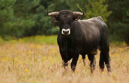 Naišao na bika pa pobjegao na stablo: Vlasnika (55) su prijavili